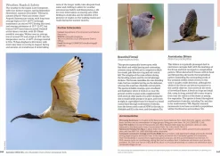 Australian Geographic Animals & Nature-: Australia's Birdwatching Megaspots