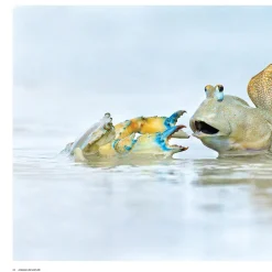 Australian Geographic Photographic & Illustrated-Nature Photographer of the Year Book 2023