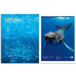 Kids Australian Geographic Activity Books|Animals & Nature-Australia's Natural Habitats Animal Sticker Book