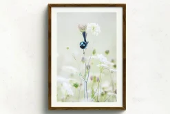 Australian Geographic Photography Prints-Blue Flower' by Charles Davis