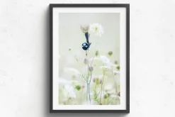 Australian Geographic Photography Prints-Blue Flower' by Charles Davis