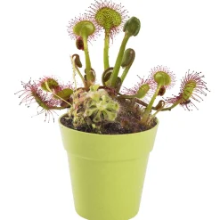 Australian Geographic 5-7 Years|Science-Carnivorous Plant