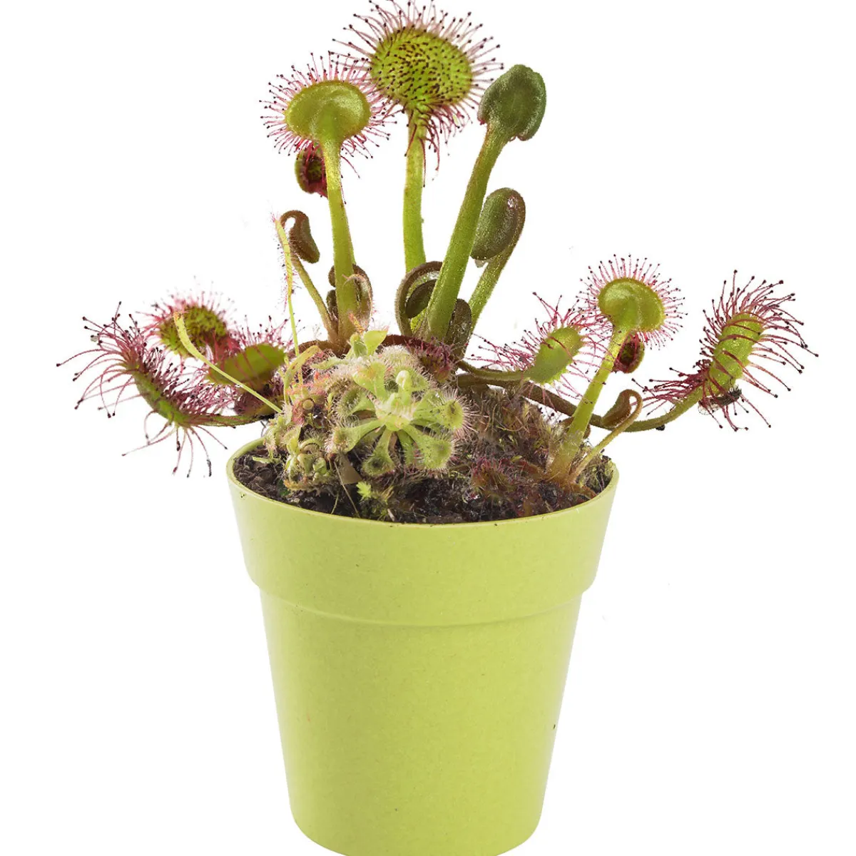 Australian Geographic 5-7 Years|Science-Carnivorous Plant