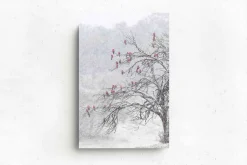 Australian Geographic Photography Prints-Cherry Blossoms' by Charles Davis