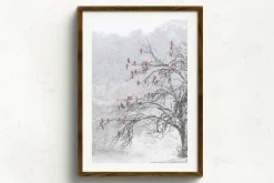 Australian Geographic Photography Prints-Cherry Blossoms' by Charles Davis