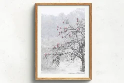 Australian Geographic Photography Prints-Cherry Blossoms' by Charles Davis