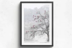 Australian Geographic Photography Prints-Cherry Blossoms' by Charles Davis