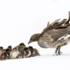 Australian Geographic Photography Prints-Duckling Huddle' by Charles Davis