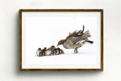 Australian Geographic Photography Prints-Duckling Huddle' by Charles Davis