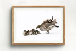 Australian Geographic Photography Prints-Duckling Huddle' by Charles Davis