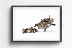 Australian Geographic Photography Prints-Duckling Huddle' by Charles Davis