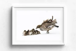 Australian Geographic Photography Prints-Duckling Huddle' by Charles Davis