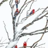 Australian Geographic Photography Prints-Embers' by Charles Davis