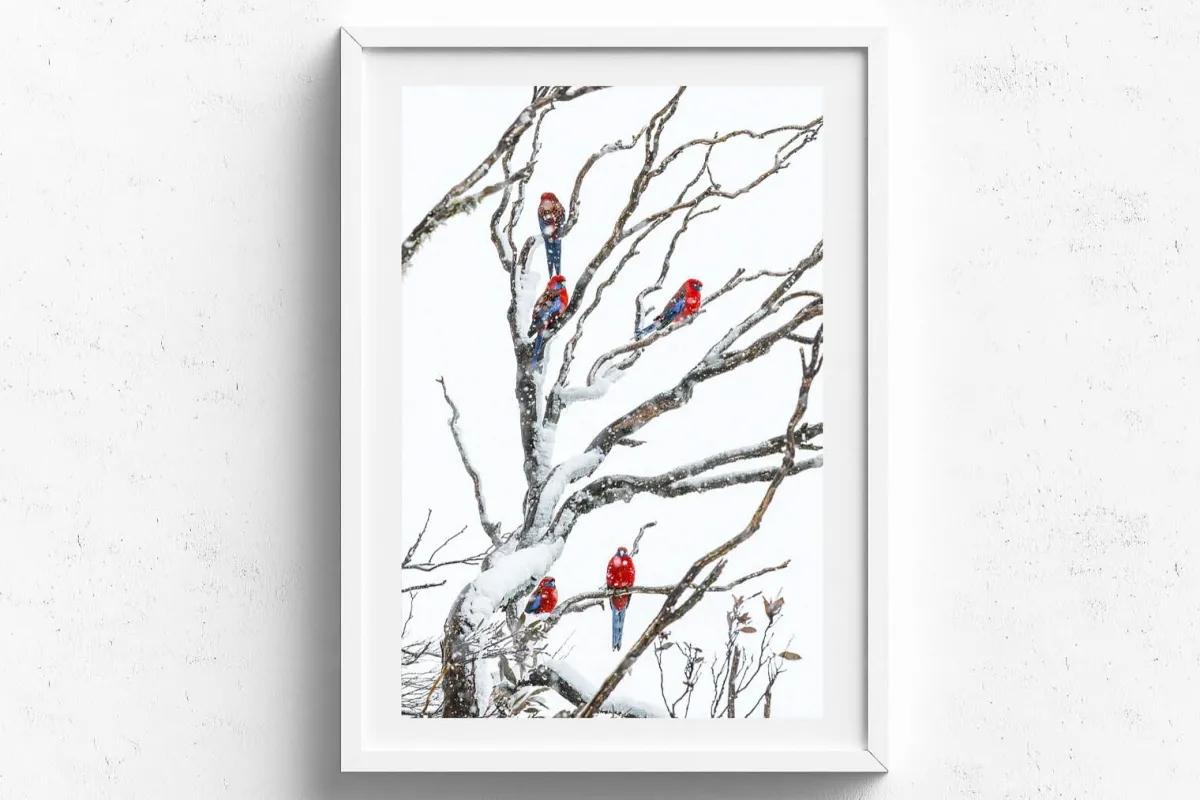 Australian Geographic Photography Prints-Embers' by Charles Davis