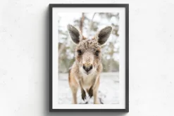 Australian Geographic Photography Prints-Eric' by Charles Davis