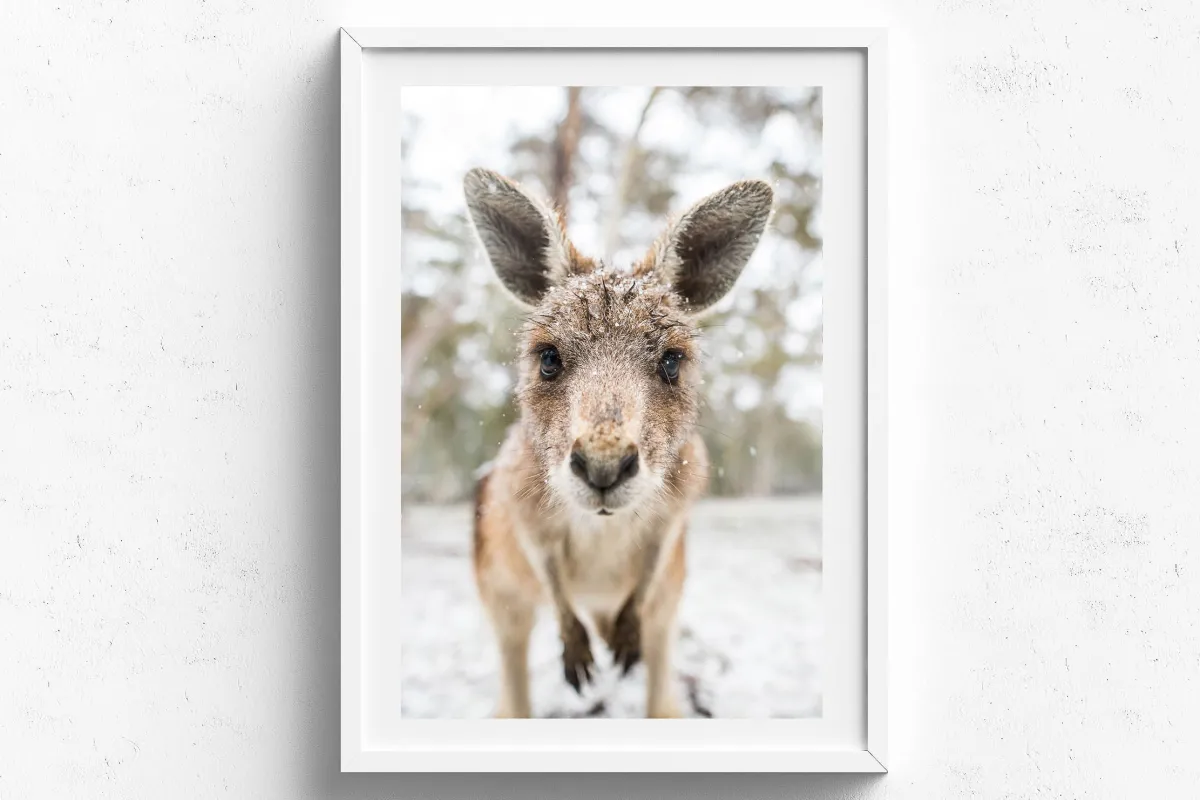 Australian Geographic Photography Prints-Eric' by Charles Davis