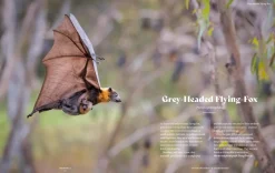 Australian Geographic Animals & Nature-Extraordinary & Endangered