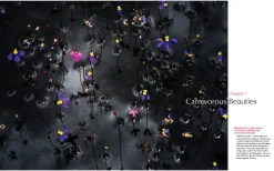 Australian Geographic Society & Culture-For the Love of Flora