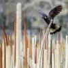 Australian Geographic Photography Prints-Grass Tree Spirit' by Charles Davis