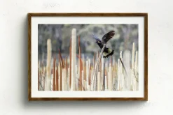 Australian Geographic Photography Prints-Grass Tree Spirit' by Charles Davis