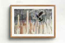 Australian Geographic Photography Prints-Grass Tree Spirit' by Charles Davis