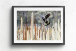 Australian Geographic Photography Prints-Grass Tree Spirit' by Charles Davis