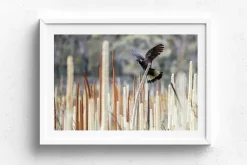 Australian Geographic Photography Prints-Grass Tree Spirit' by Charles Davis