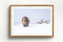 Australian Geographic Photography Prints-Guthega Wombat 2' by Charles Davis