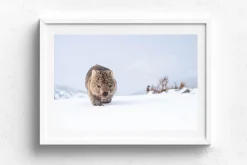 Australian Geographic Photography Prints-Guthega Wombat 2' by Charles Davis