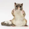 Australian Geographic Plush & Soft Toys|0-24 Months-Hansa Possum Puppet