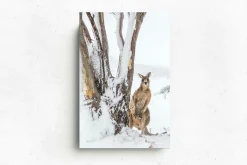 Australian Geographic Photography Prints-Peekaboo' by Charles Davis