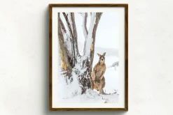 Australian Geographic Photography Prints-Peekaboo' by Charles Davis