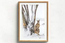 Australian Geographic Photography Prints-Peekaboo' by Charles Davis