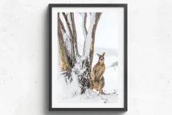 Australian Geographic Photography Prints-Peekaboo' by Charles Davis