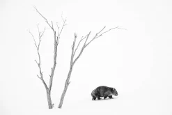 Australian Geographic Photography Prints-Phil's World' by Charles Davis
