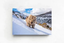 Australian Geographic Photography Prints-Sunny Wombat Smiles' by Charles Davis