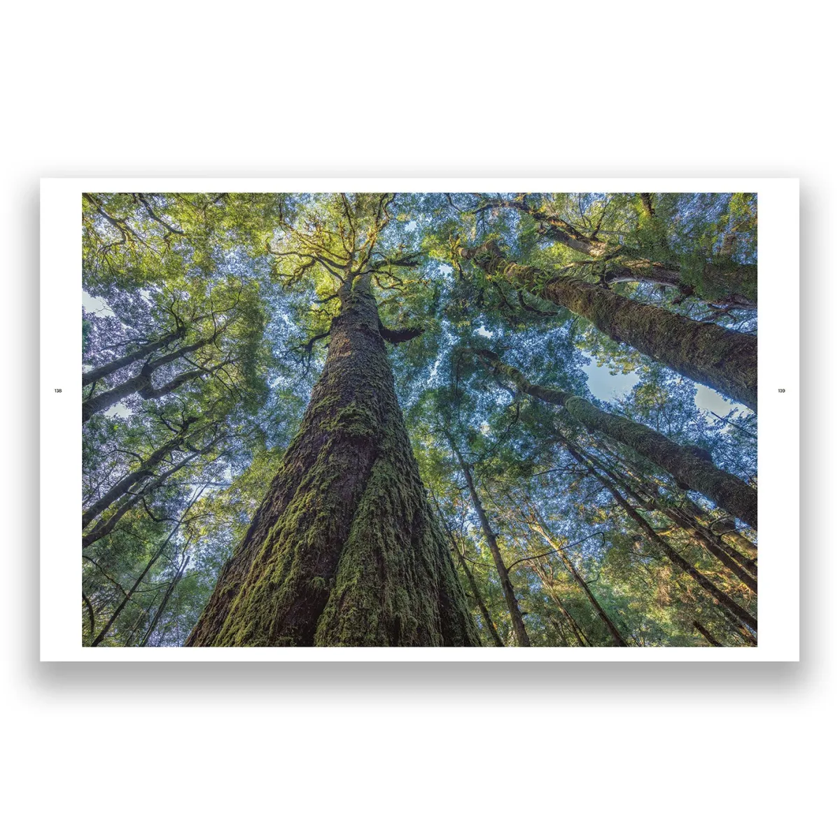 Australian Geographic Photographic & Illustrated-takayna | TARKINE - One of the last wild places on Earth